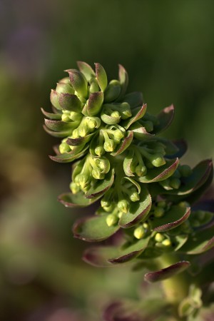 Succulent